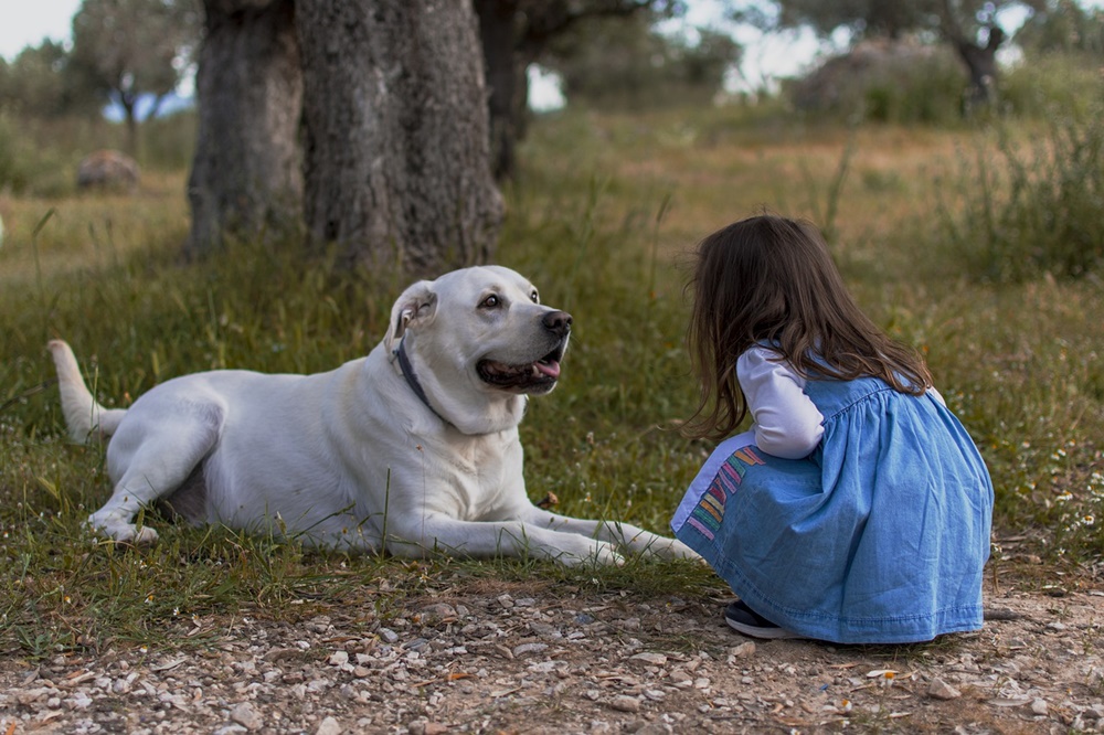 Animais de estimação